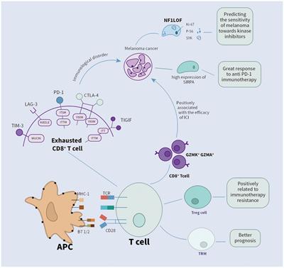 Advancing immunotherapy for melanoma: the critical role of single-cell analysis in identifying predictive biomarkers